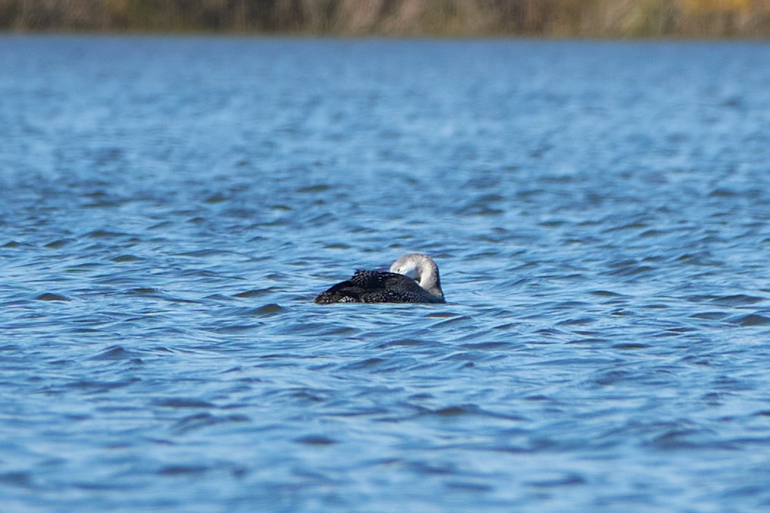 Red-throated Loon - ML496048391