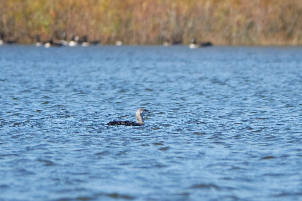 Red-throated Loon - ML496048401