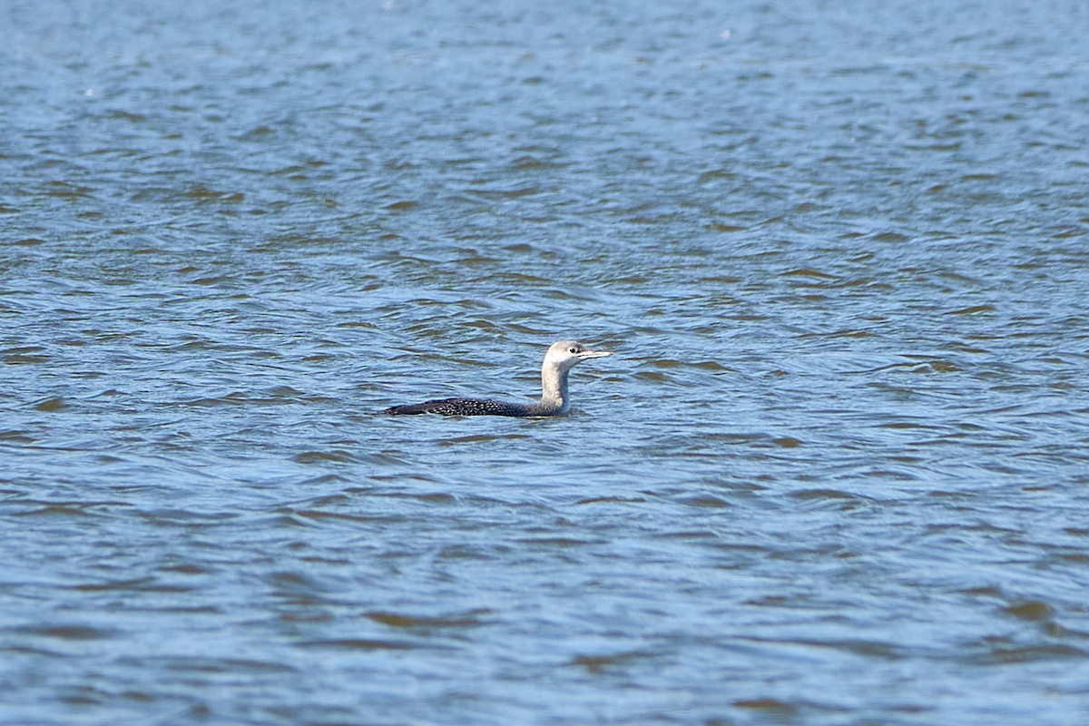 Red-throated Loon - ML496048411