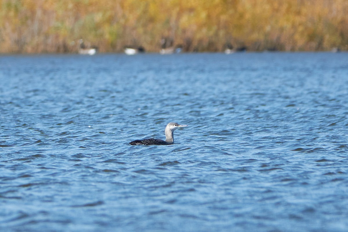 Red-throated Loon - Elodie Roze
