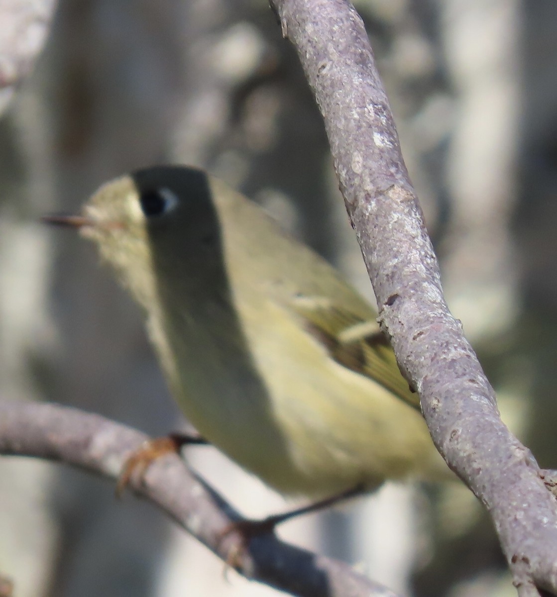 Ruby-crowned Kinglet - ML496048571