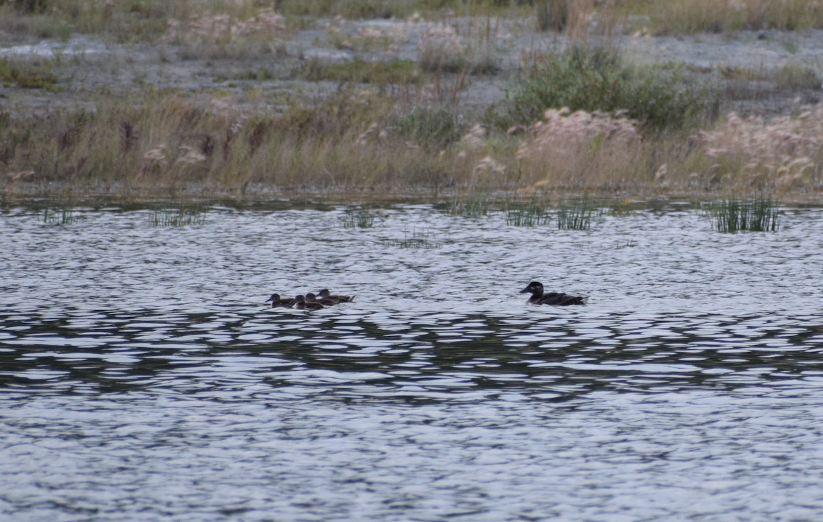 White-winged Scoter - ML496049331