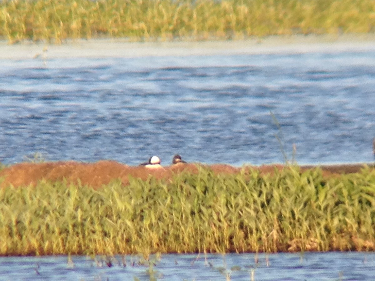 Bufflehead - ML49604961