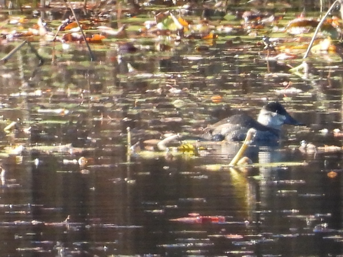 Ruddy Duck - ML496049971