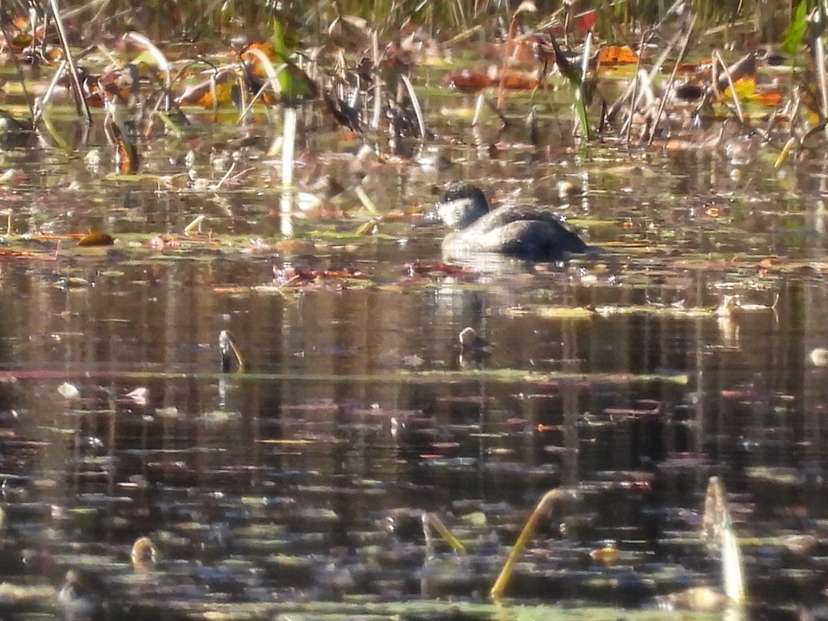 Ruddy Duck - ML496049981