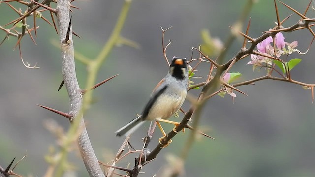 Schwarzstirn-Kaktustangare - ML496050761