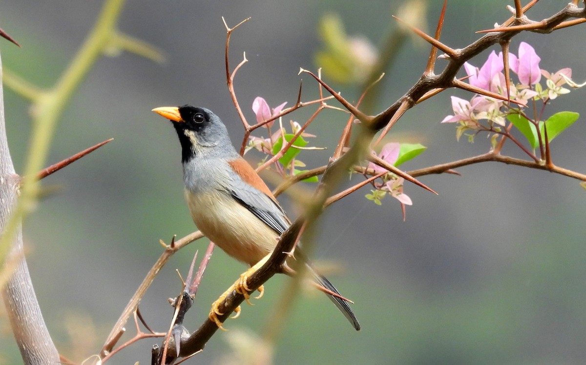 Buff-bridled Inca-Finch - ML496050991