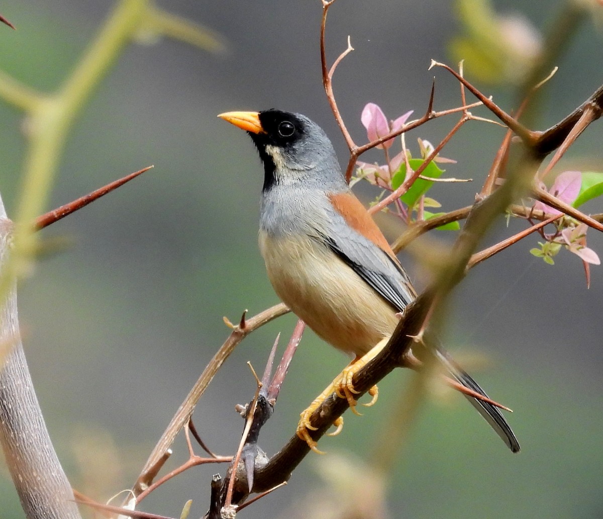 Buff-bridled Inca-Finch - Fernando Angulo - CORBIDI