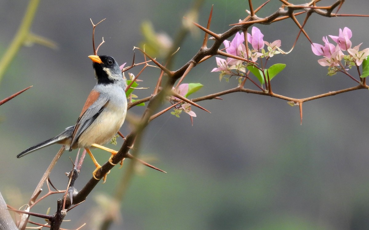 Buff-bridled Inca-Finch - ML496051031