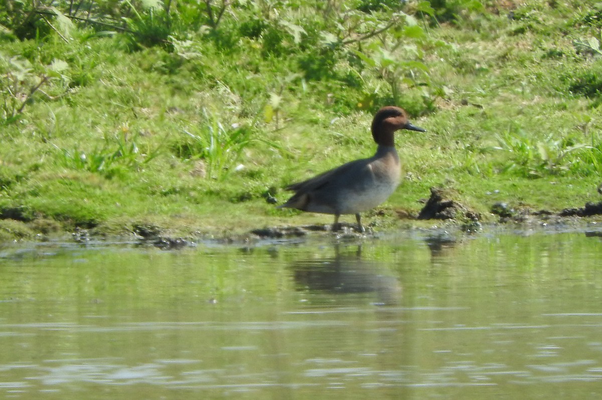 Green-winged Teal - Guillermo Funes