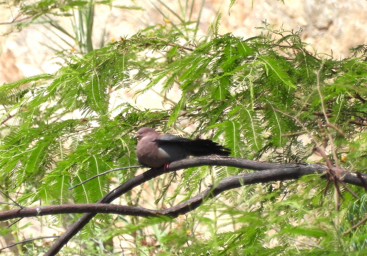 Peruvian Pigeon - ML496051481