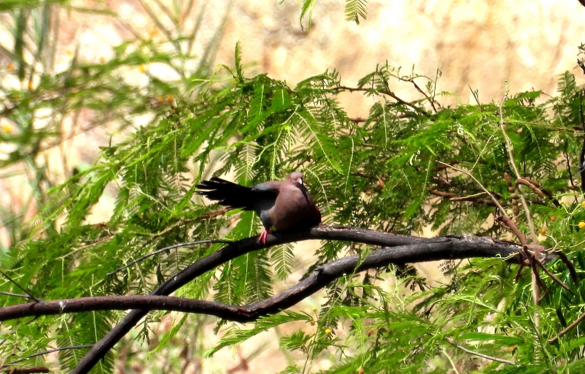 Peruvian Pigeon - ML496051491