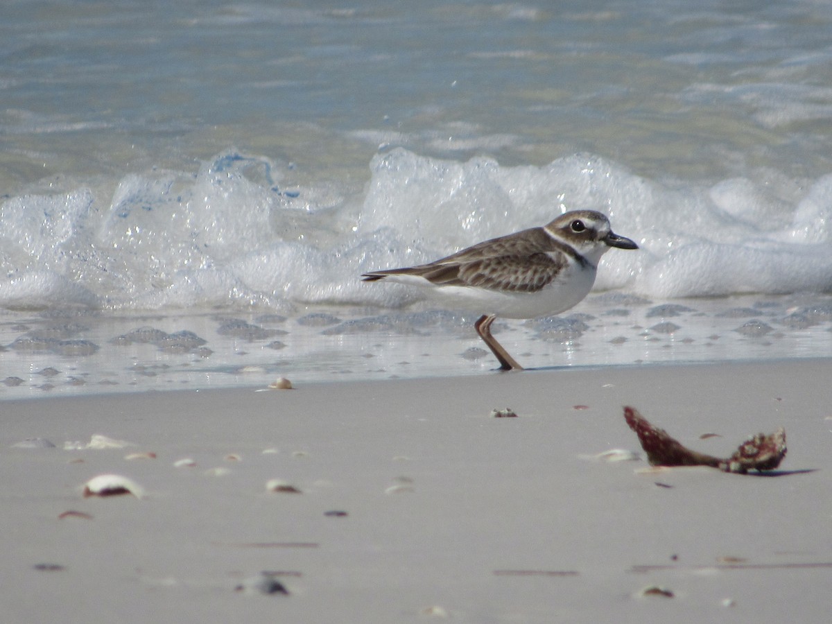 Wilson's Plover - ML496051901