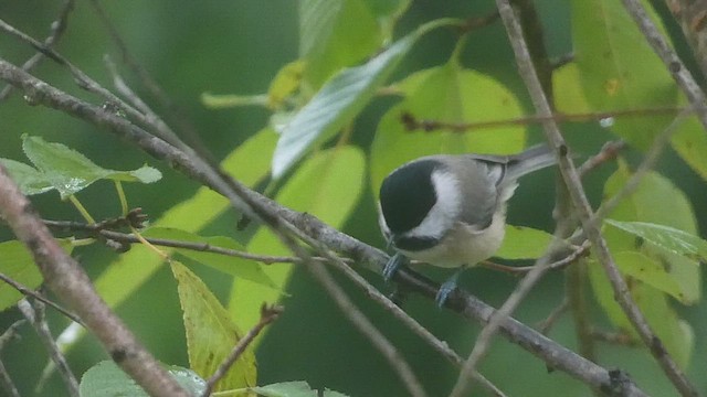 Carolina Chickadee - ML496052371