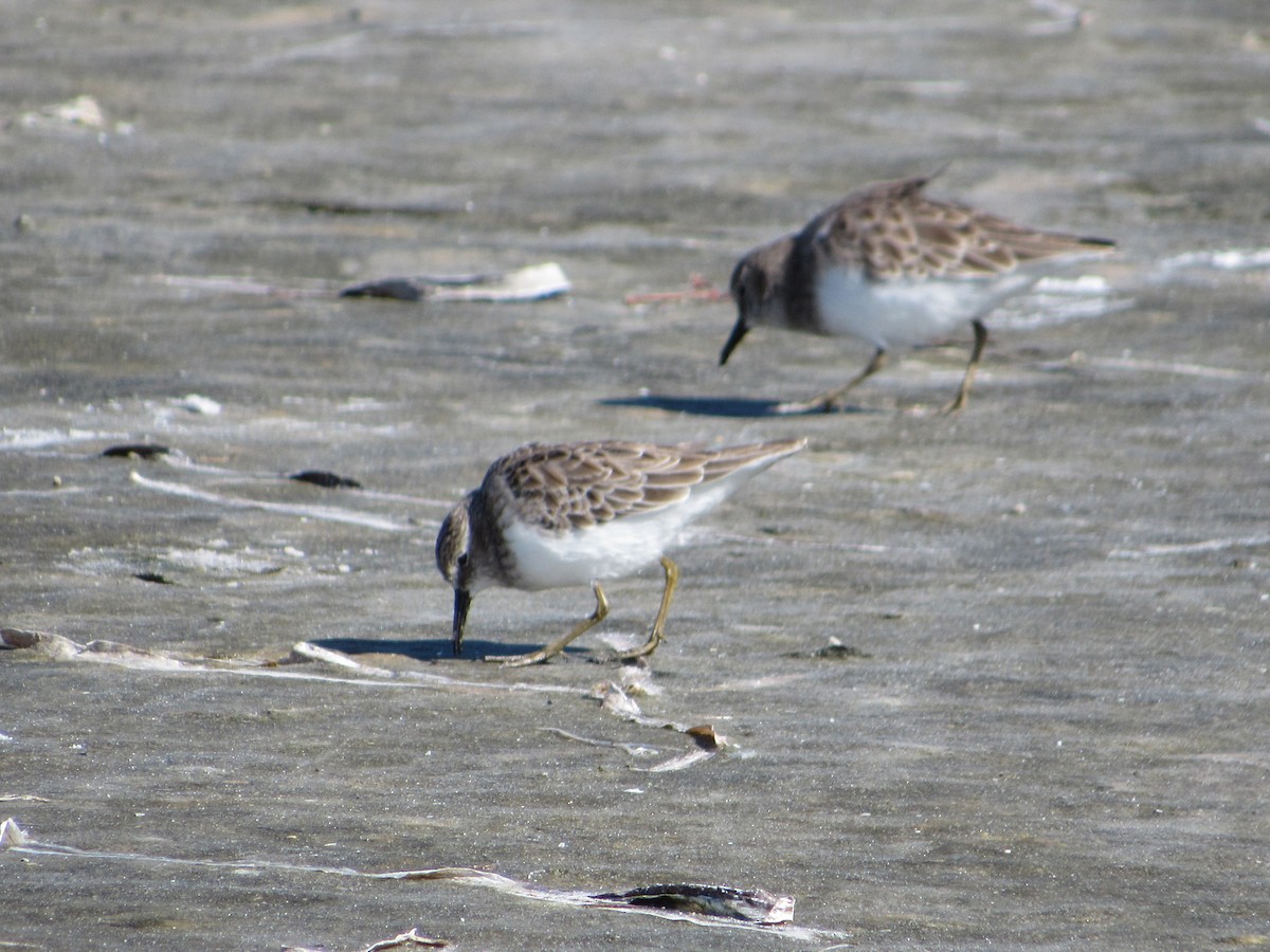 Least Sandpiper - ML496053001