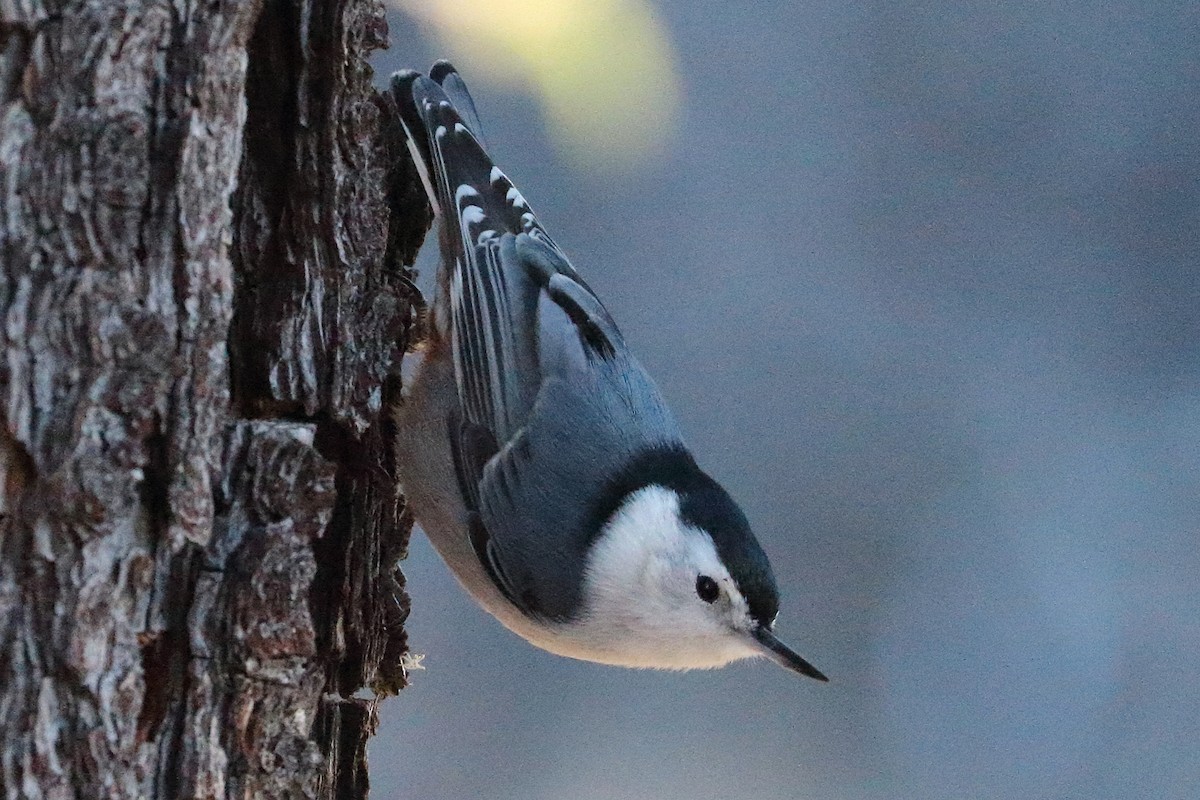 White-breasted Nuthatch - ML496053031