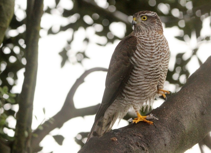 Eurasian Sparrowhawk - ML496053051