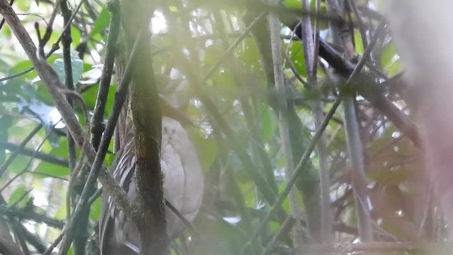 Chestnut-crowned Antpitta - ML496054401