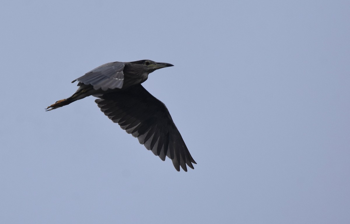 Black-crowned Night Heron - ML496054571