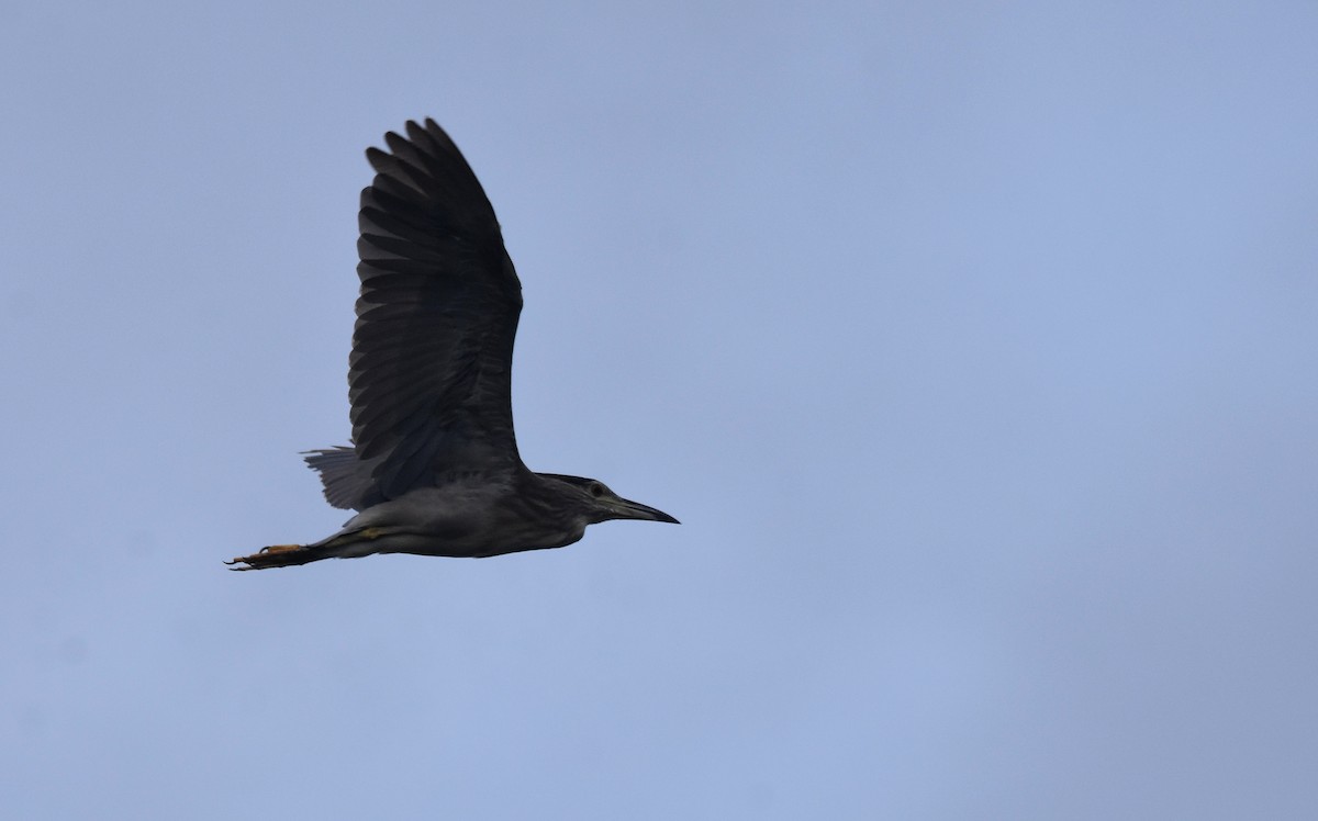 Black-crowned Night Heron - ML496054581