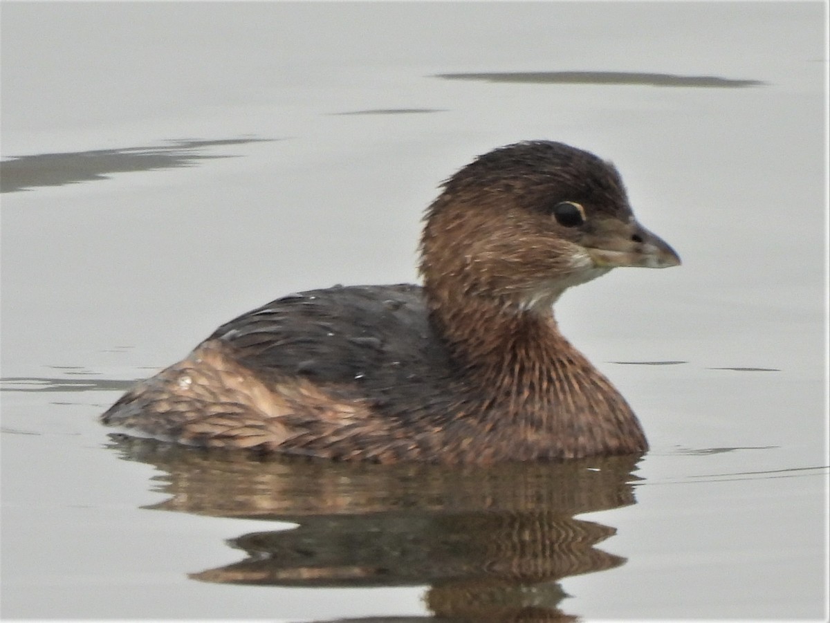 Pied-billed Grebe - ML496054631