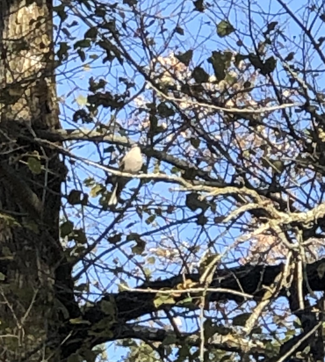Townsend's Solitaire - ML496054851