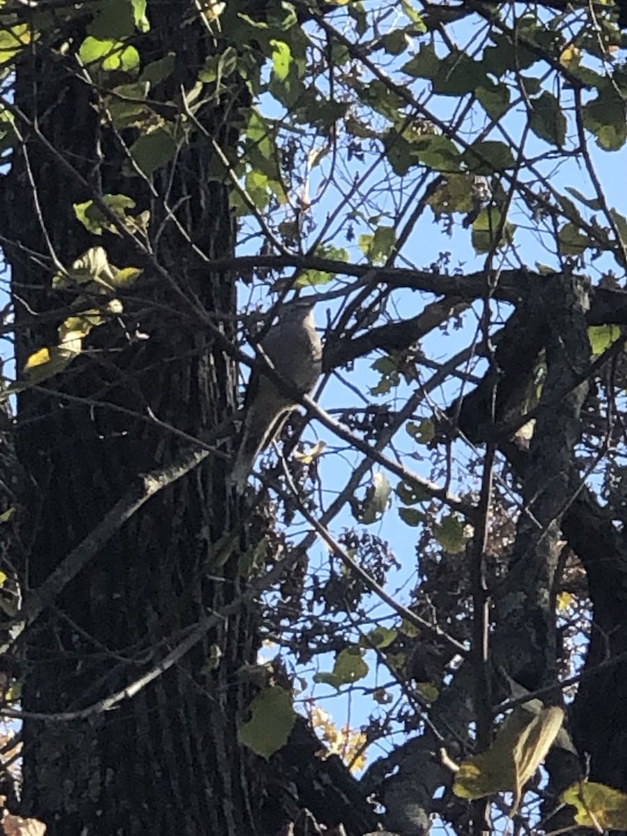 Townsend's Solitaire - ML496054911