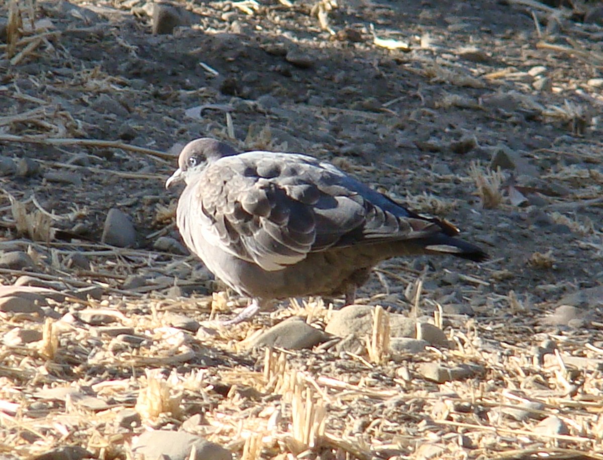 Spot-winged Pigeon - ML496056141
