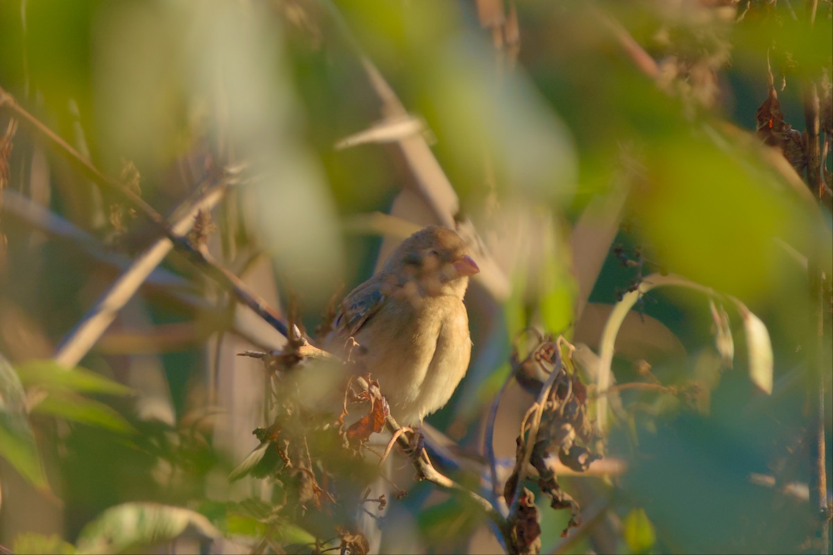 Indigo Bunting - ML496056191