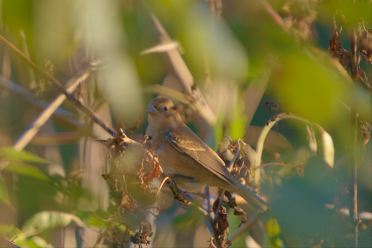 Indigo Bunting - ML496056201