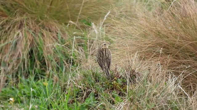 Paramo Pipit - ML496056271