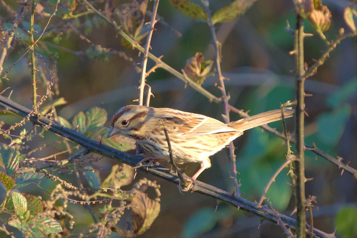 Song Sparrow - ML496056351