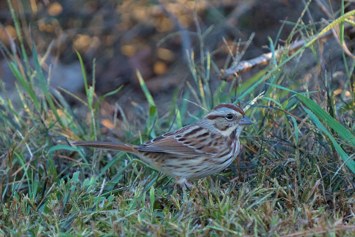 Song Sparrow - ML496056361