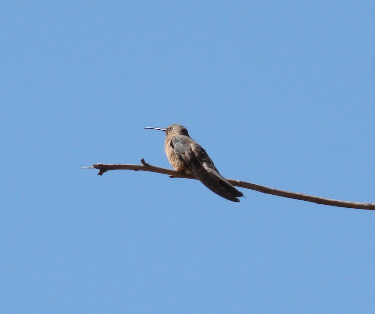 Giant Hummingbird - ML496056601