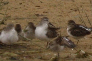 Western Sandpiper - ML496056701