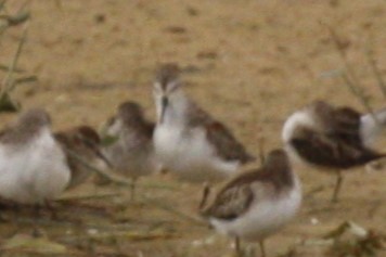 Western Sandpiper - ML496056711
