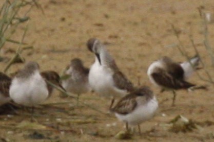 Western Sandpiper - ML496056721