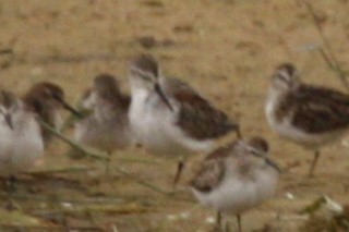 Western Sandpiper - ML496056731