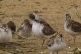 Western Sandpiper - ML496056741