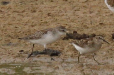 Western Sandpiper - ML496056751