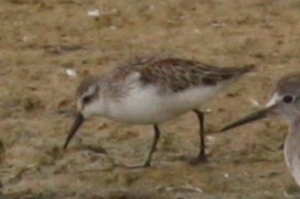 Western Sandpiper - ML496056761