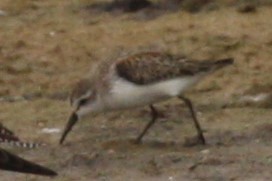 Western Sandpiper - ML496056771