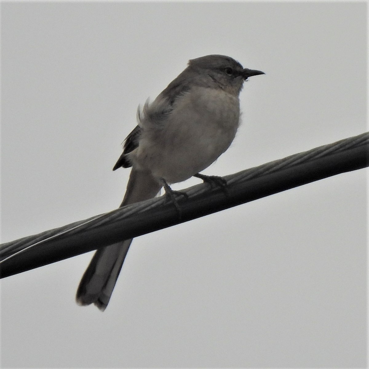 Northern Mockingbird - ML496057351