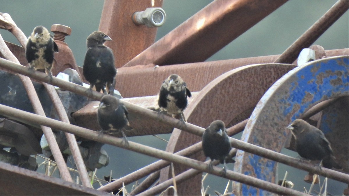 Brown-headed Cowbird - ML496058231