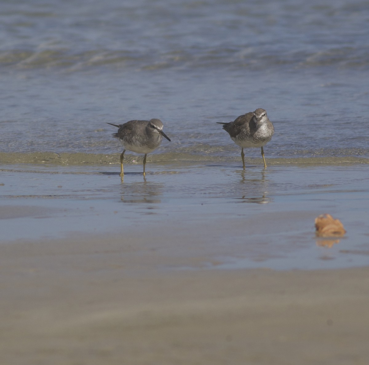 Gray-tailed Tattler - ML496058581