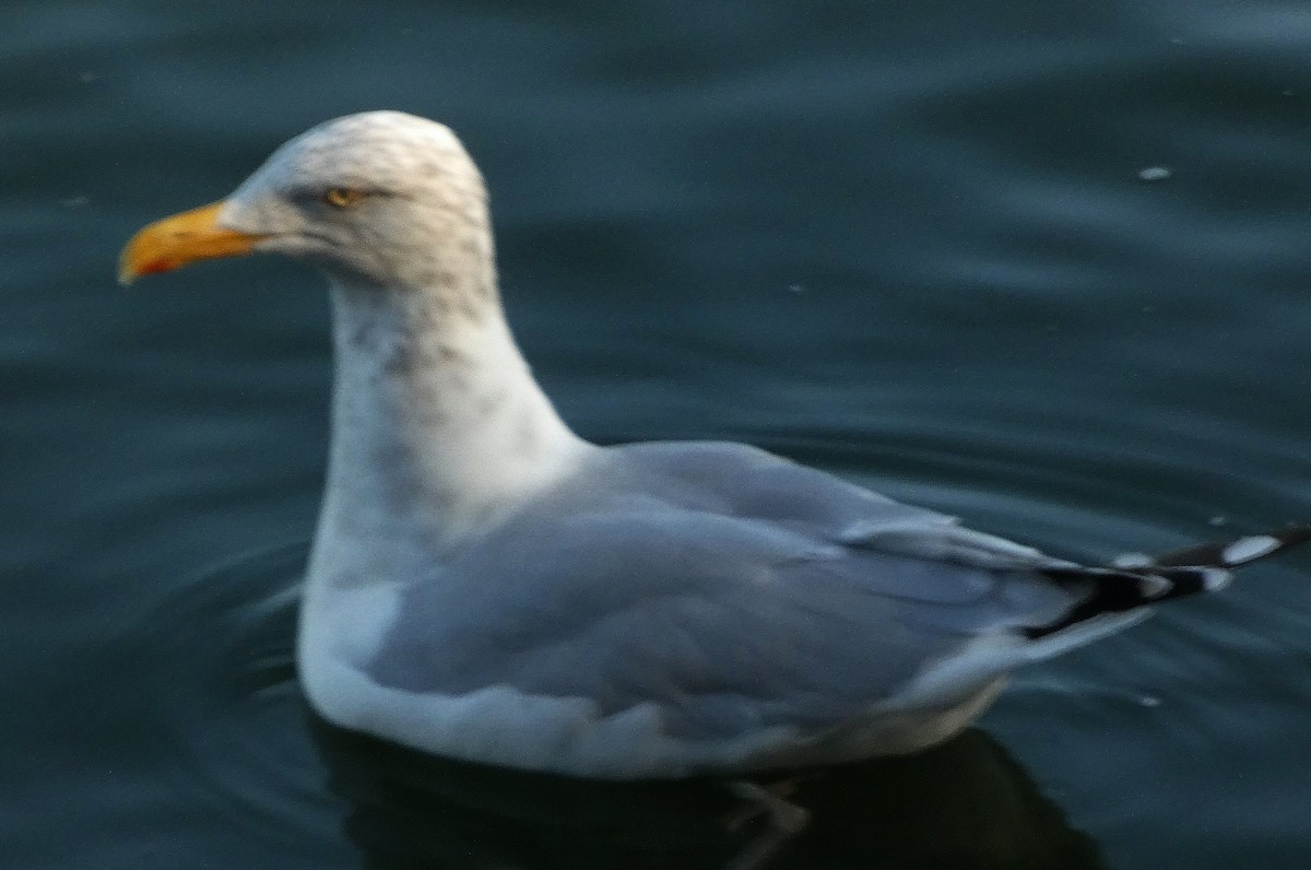 Herring Gull - Vince Folsom