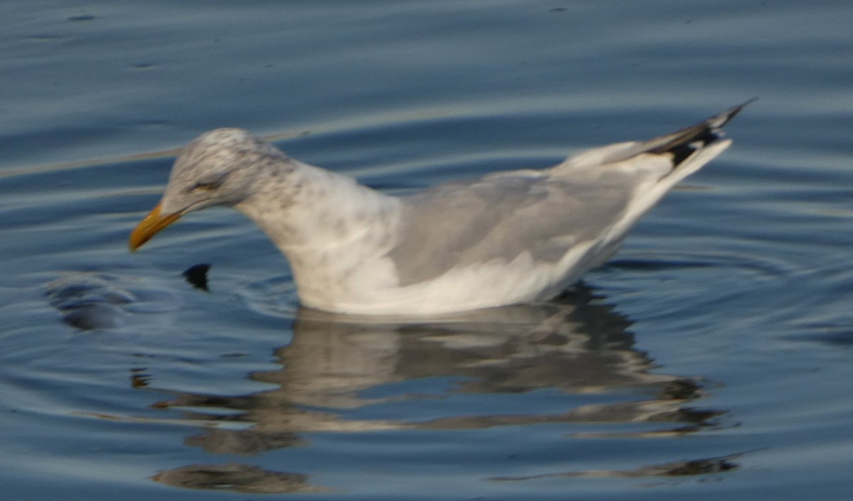 Goéland argenté - ML496059171