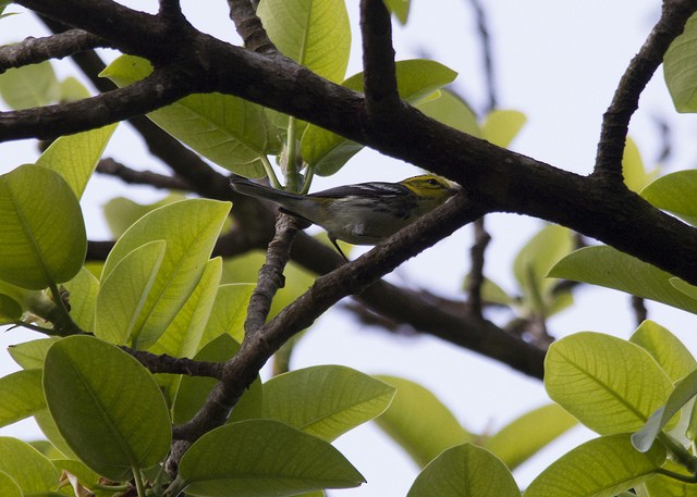 Black-throated Green Warbler - ML49605991