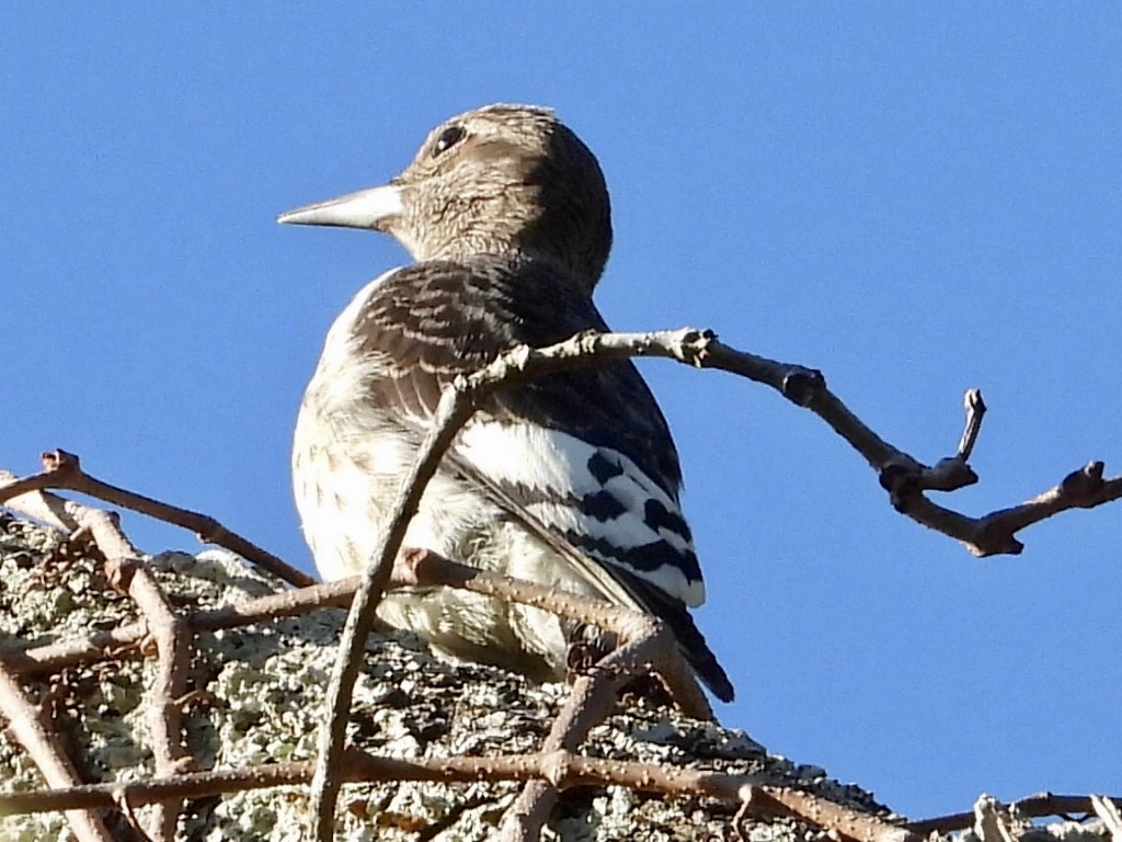 Red-headed Woodpecker - ML496060191