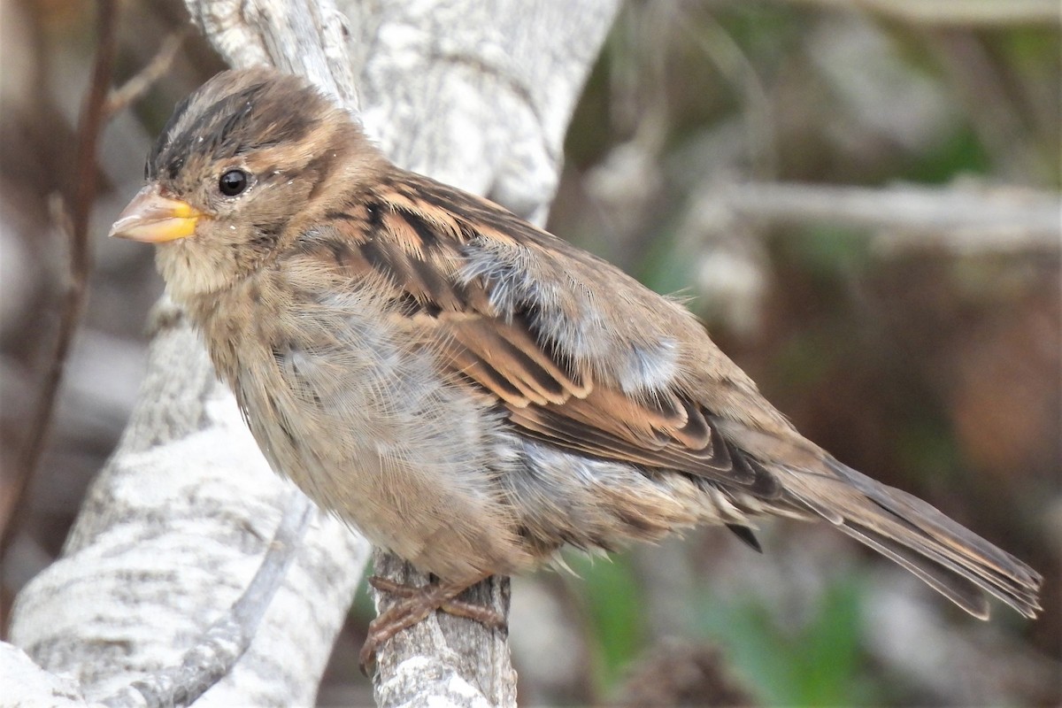 Moineau domestique - ML496061171